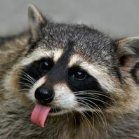 Baby-Raccoon — Мой протест